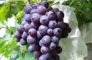 娱乐吃瓜酱葡萄娱乐